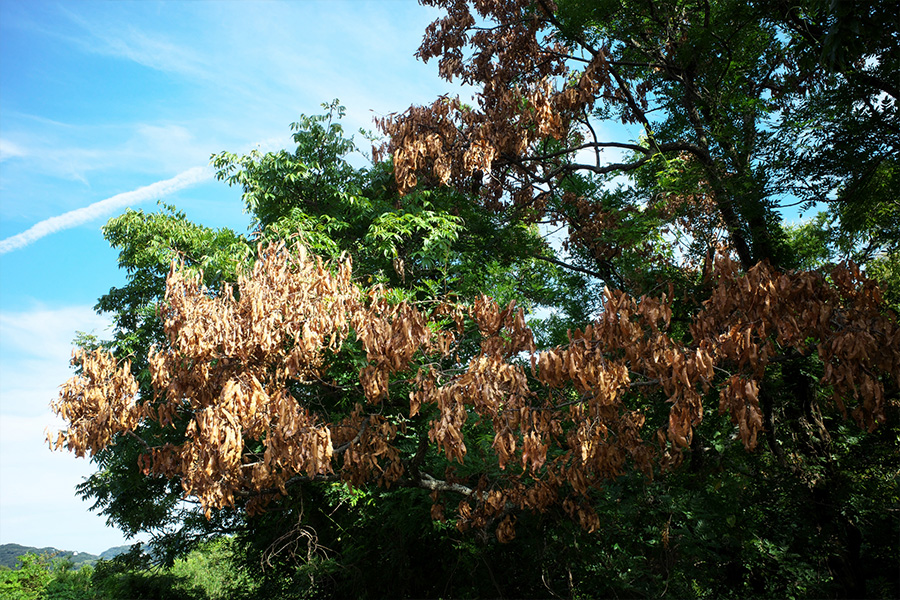 マツクイムシ対策の薬剤の販売及び散布業務
